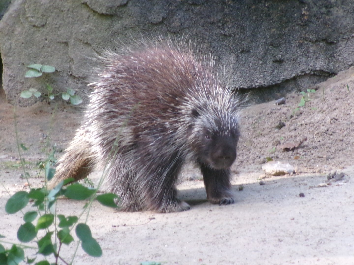 North American porcupine