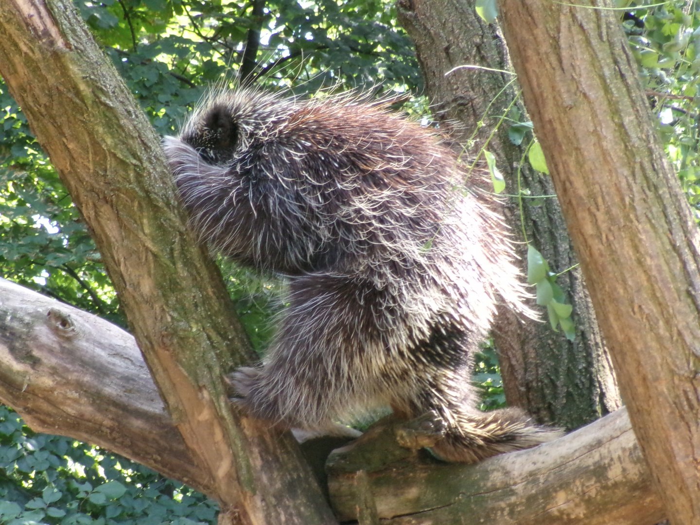 North American porcupine