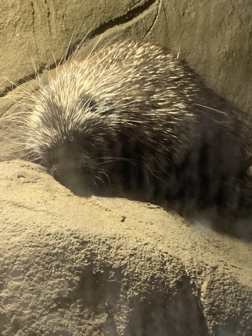 North American porcupine