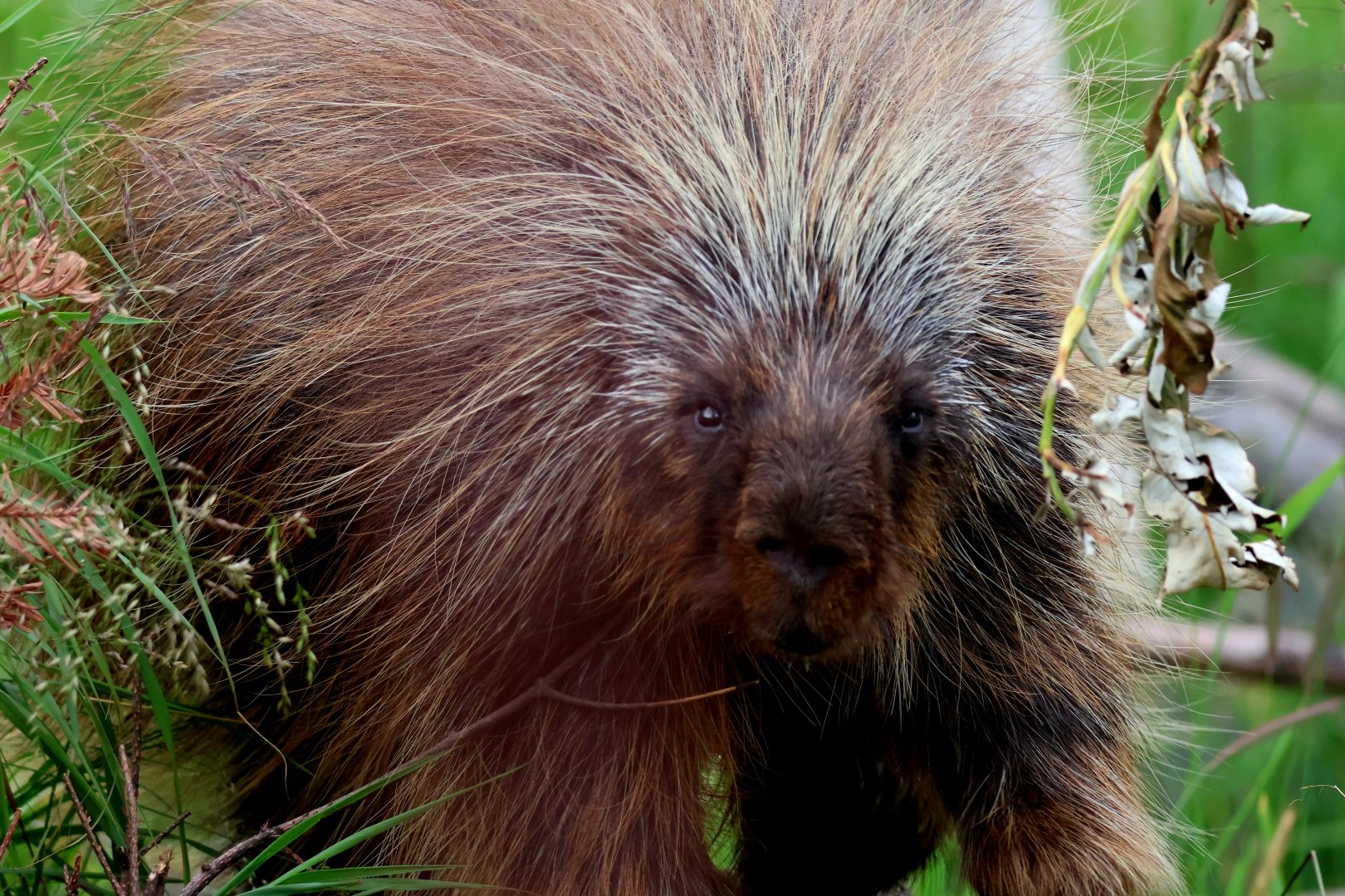 North American Porcupine