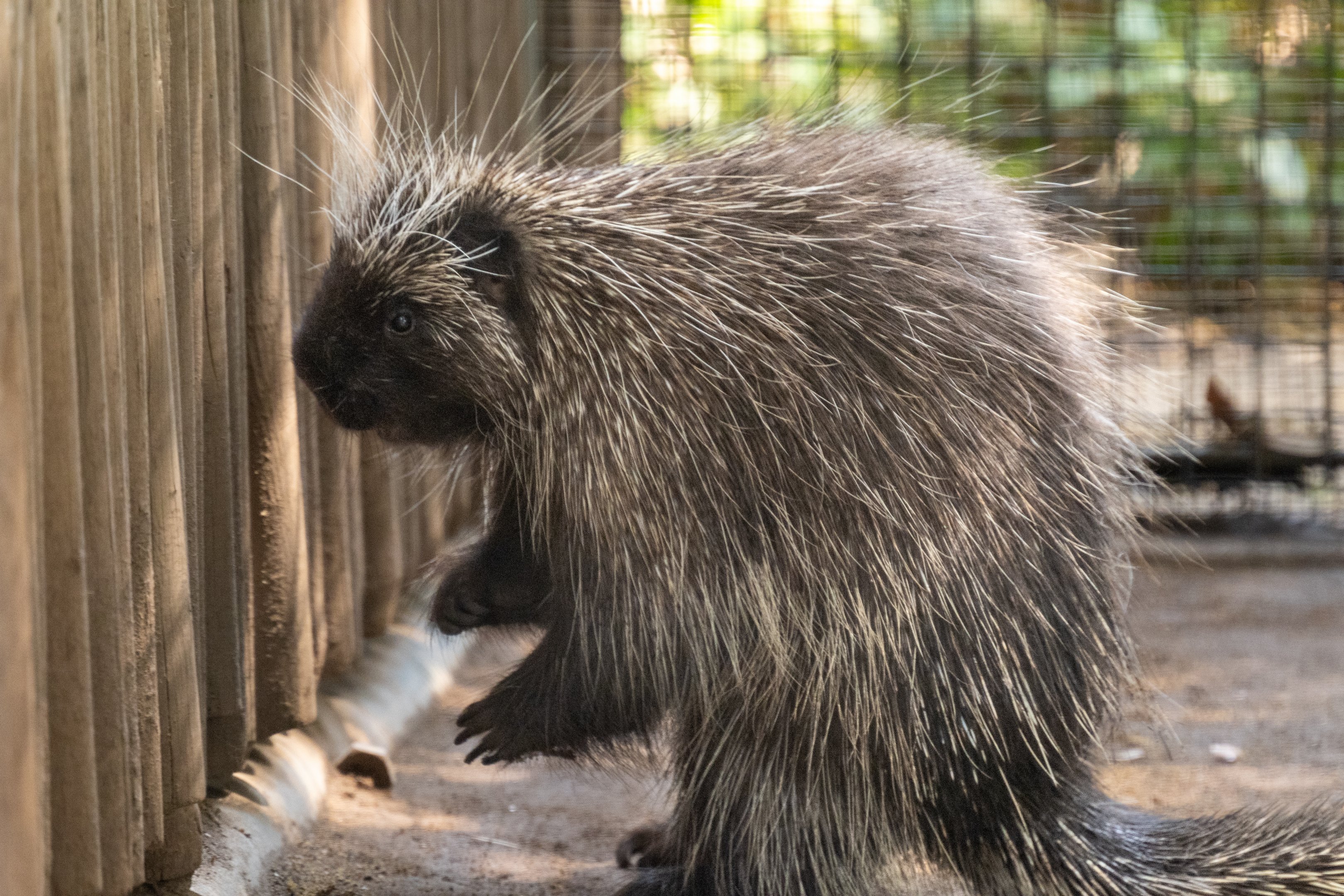 North American Porcupine