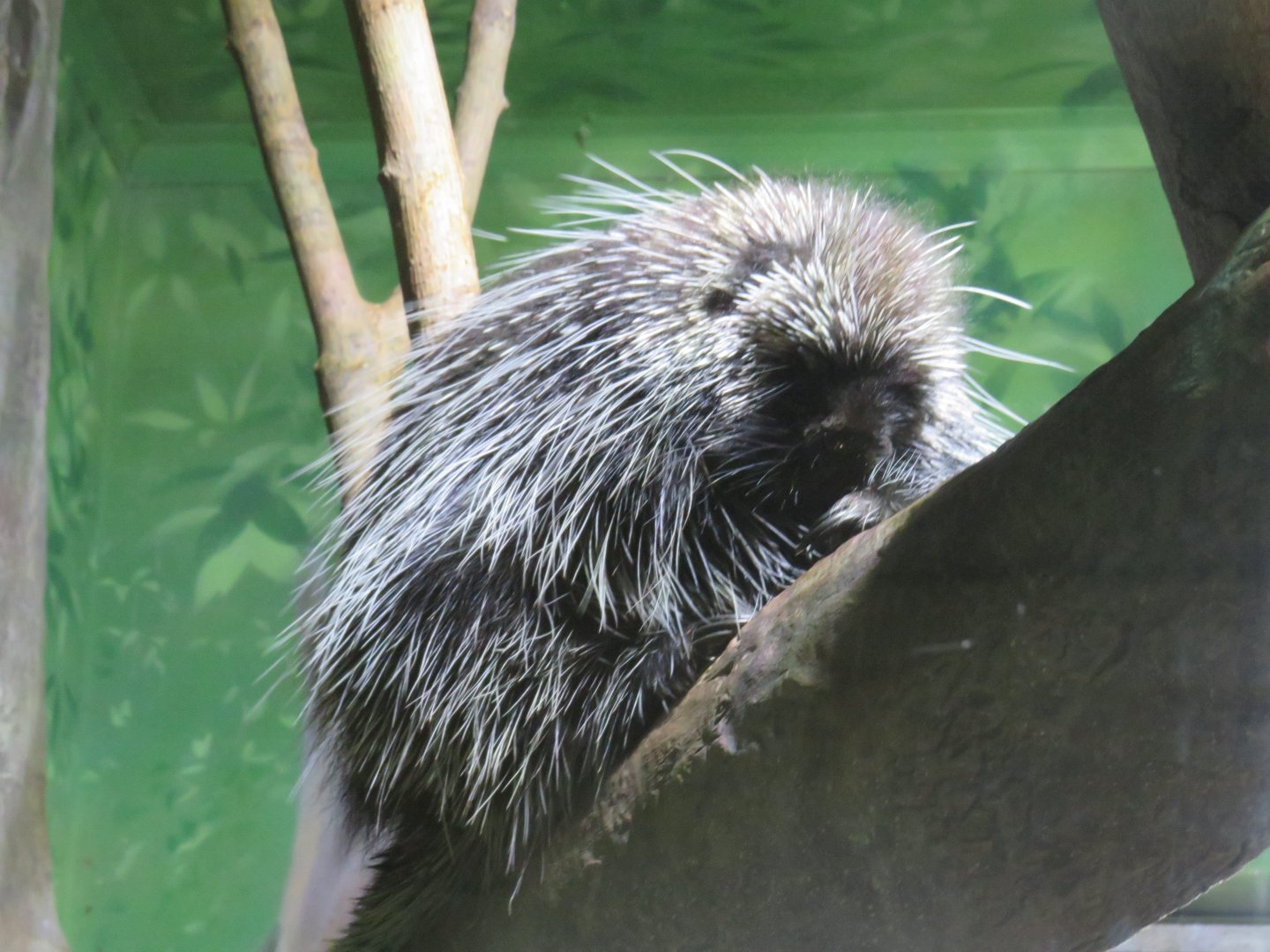 North American porcupine