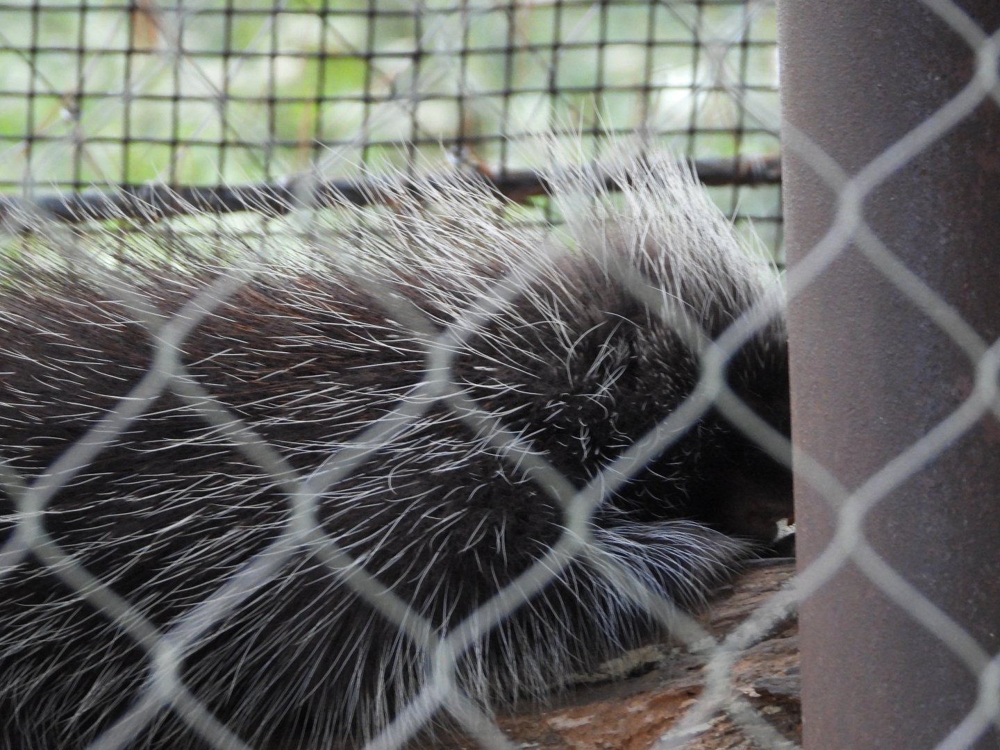North American porcupine