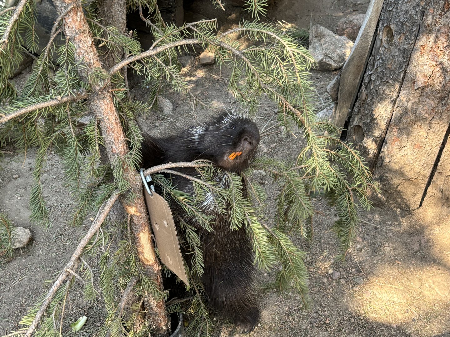 North American Porcupine
