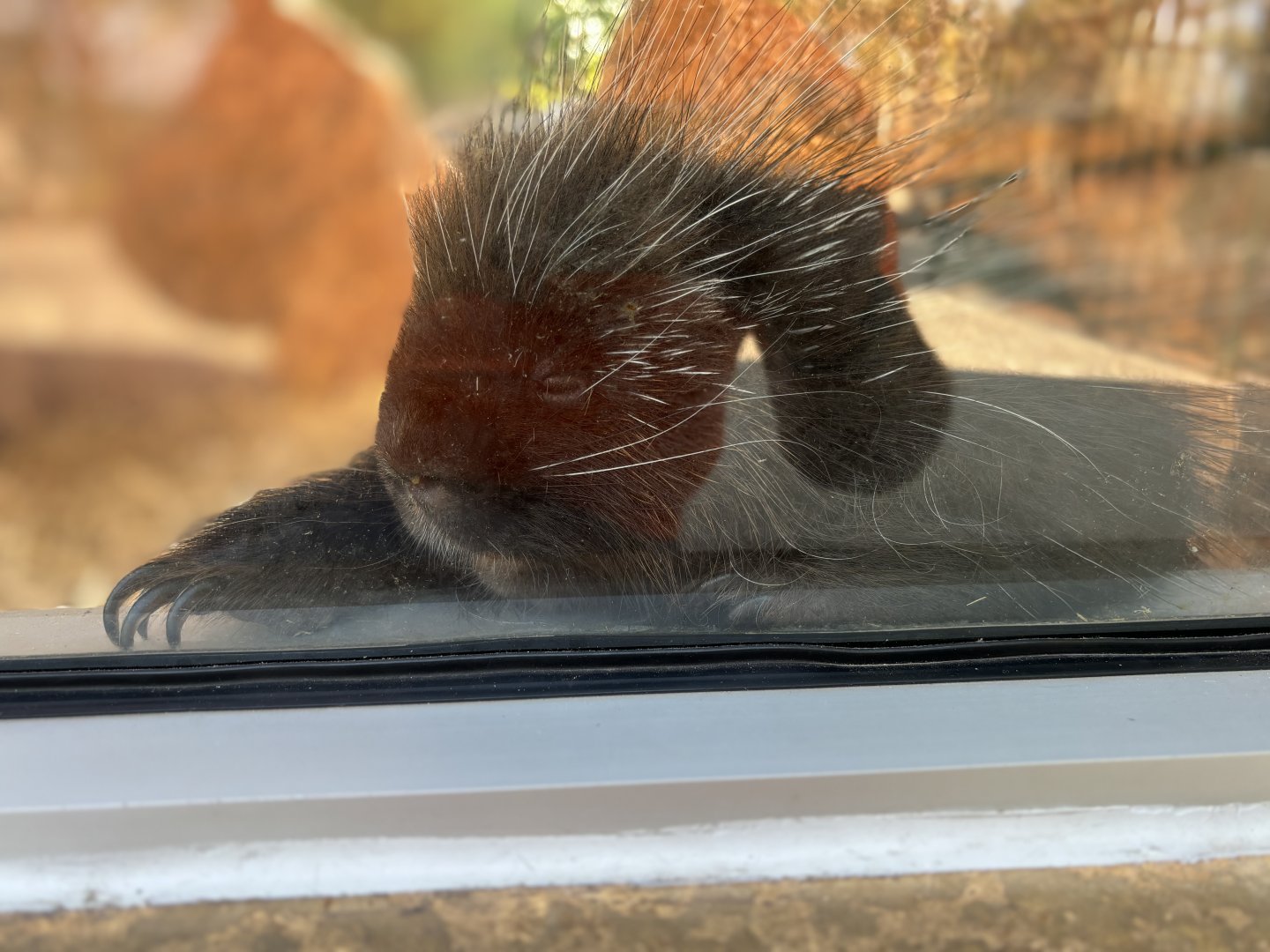 North American Porcupine