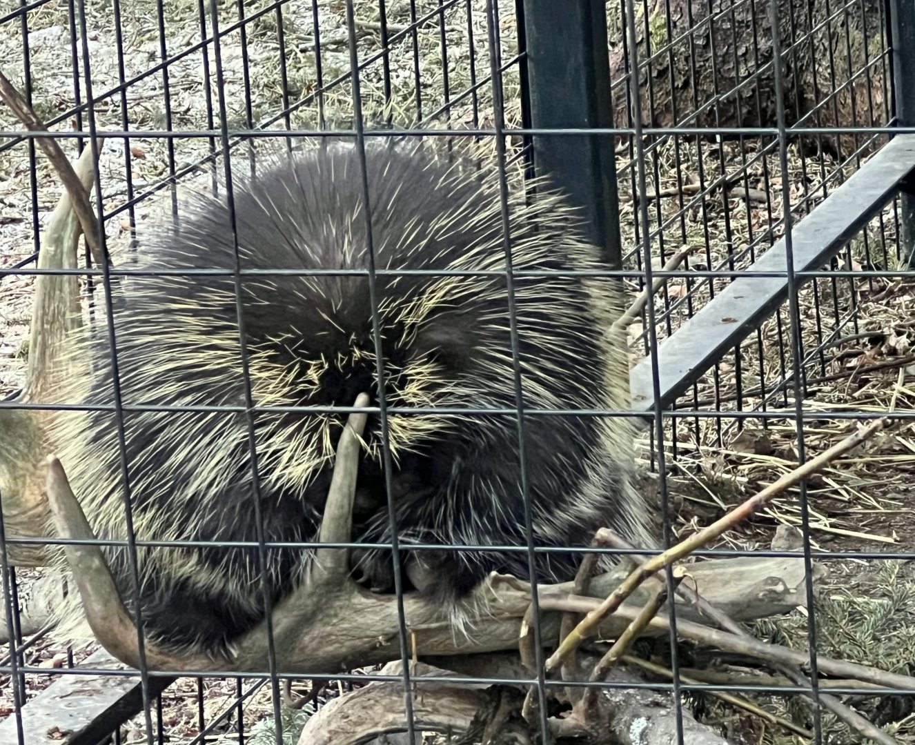 North American Porcupine