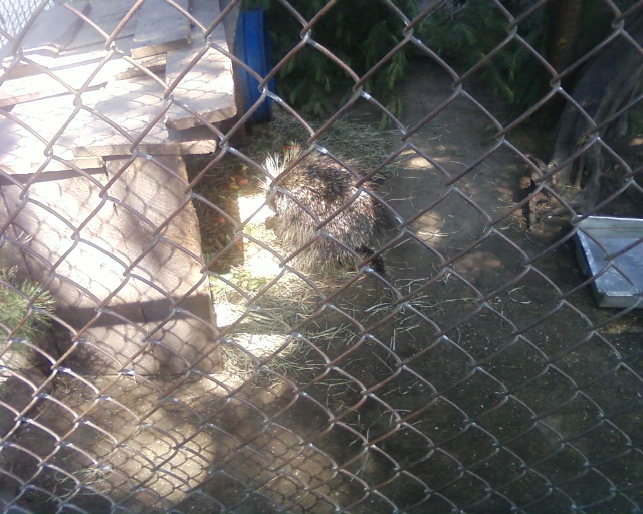 North American Porcupine