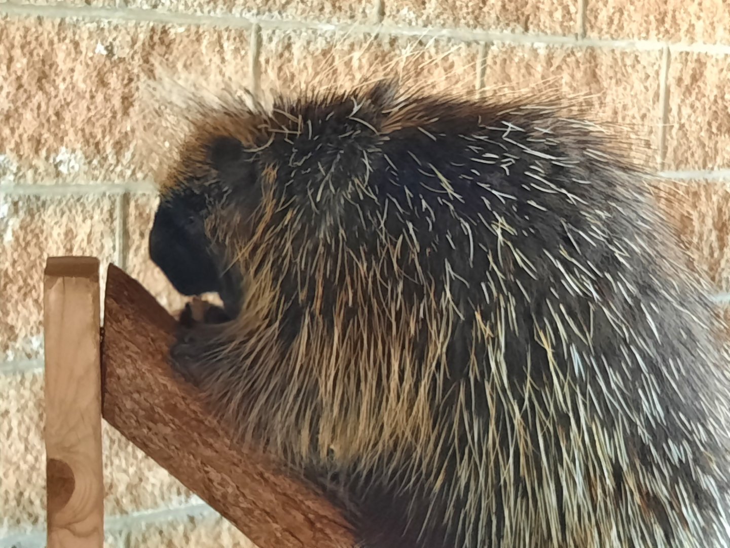 North American Porcupine