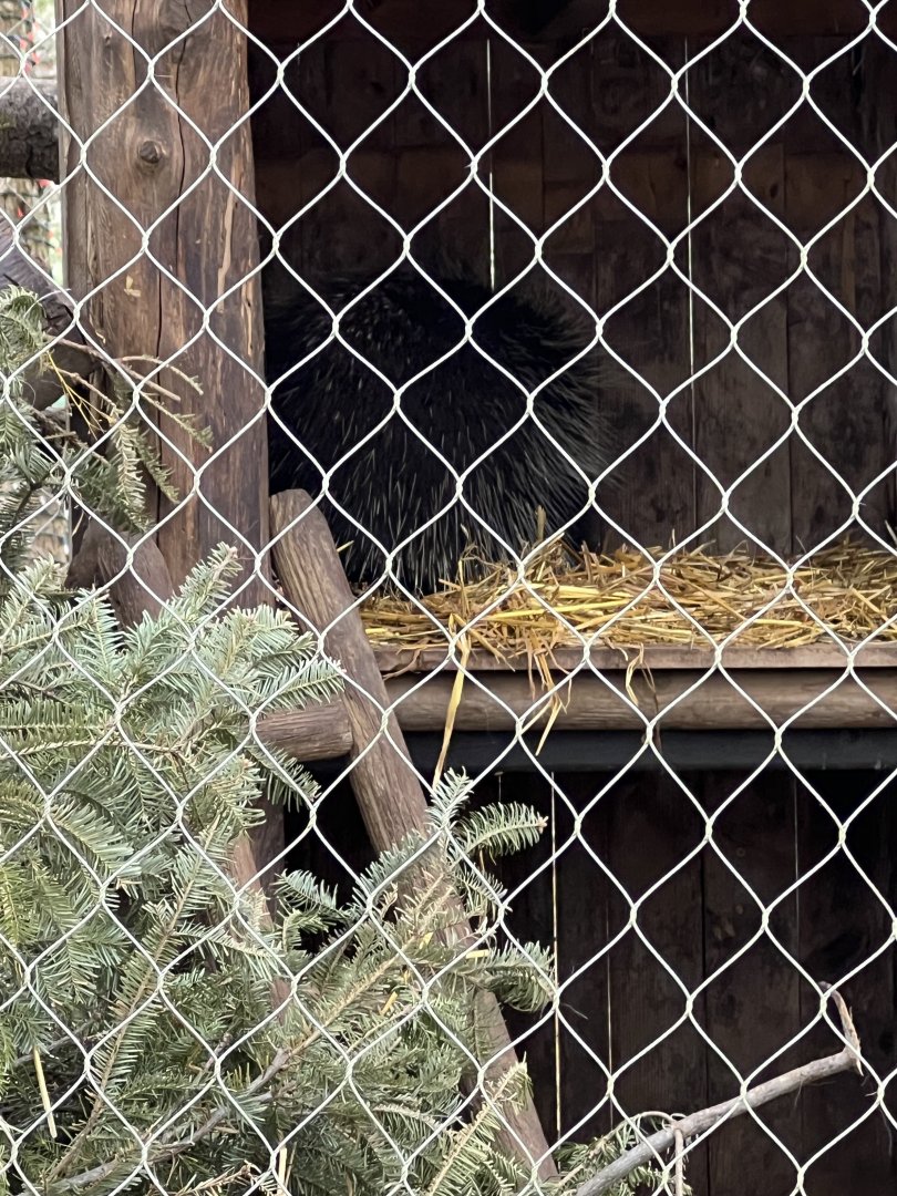 North American Porcupine