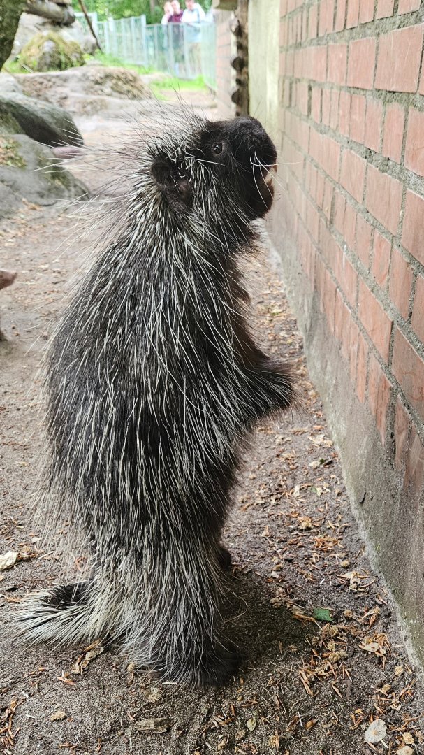 North American porcupine