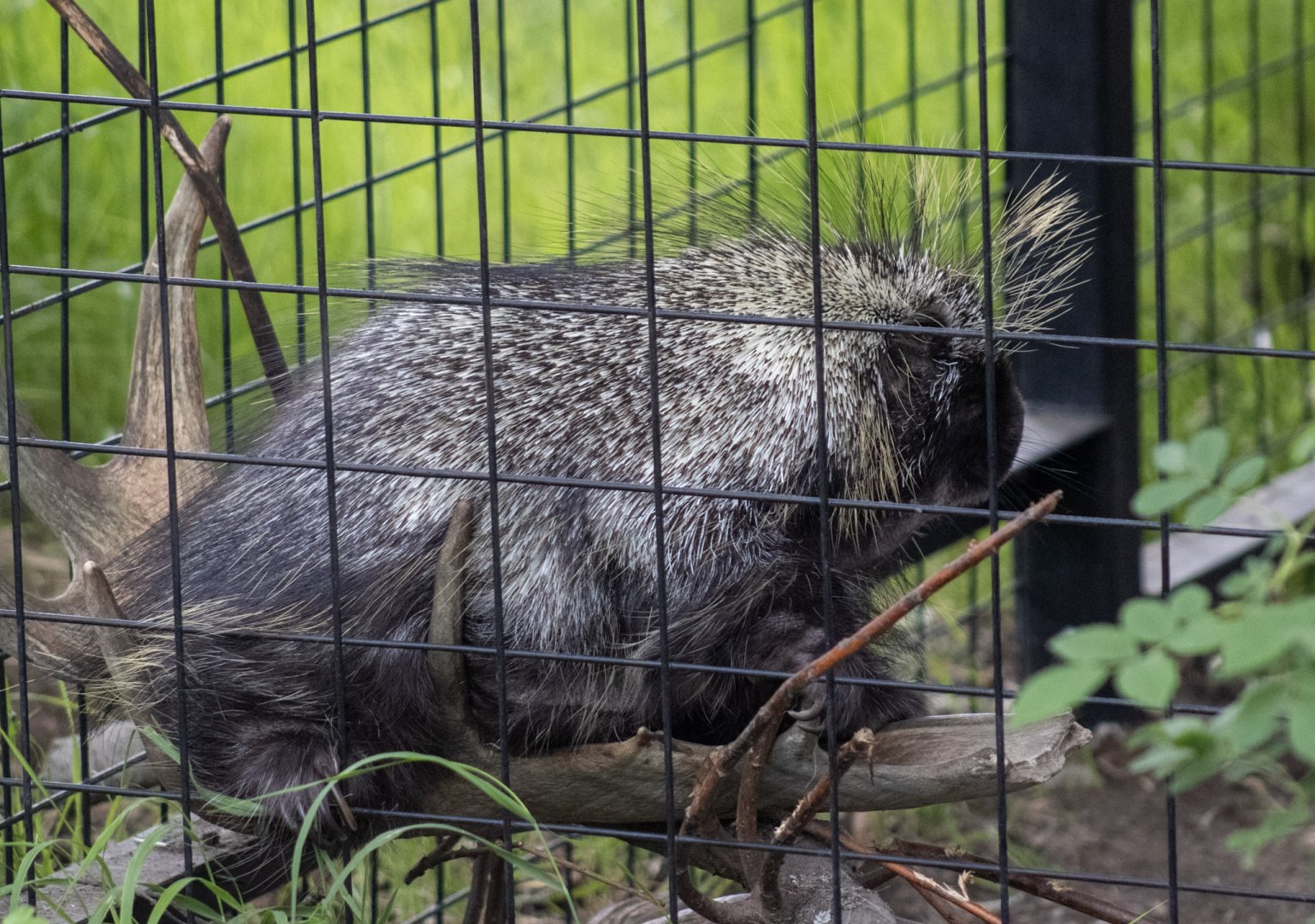 North American Porcupine