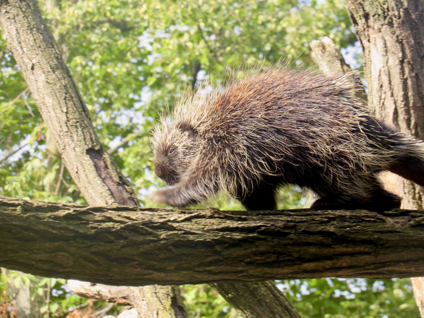 North American porcupine