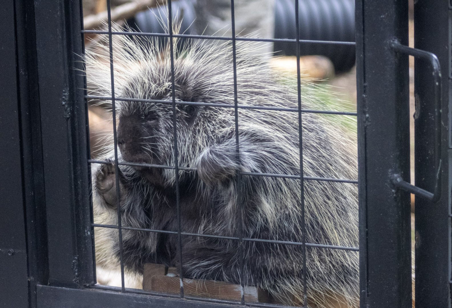 North American Porcupine