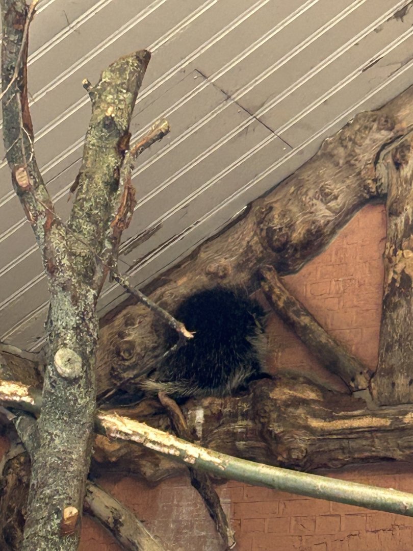 North American porcupine