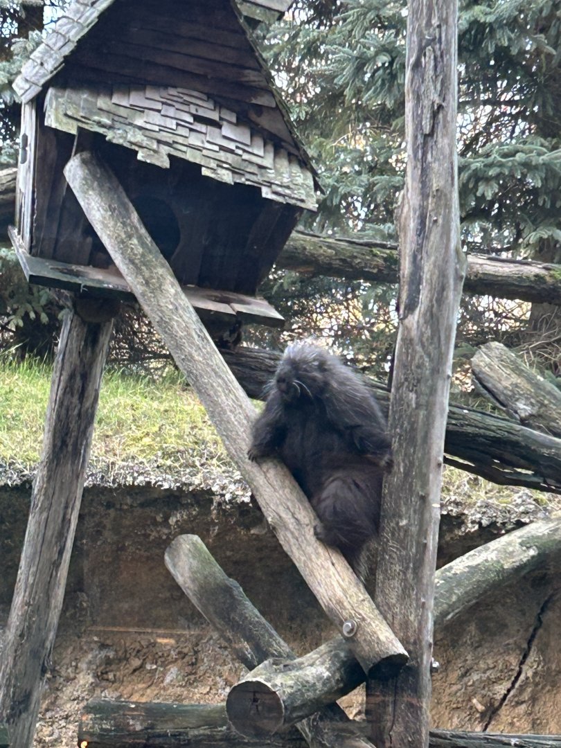 North American porcupine