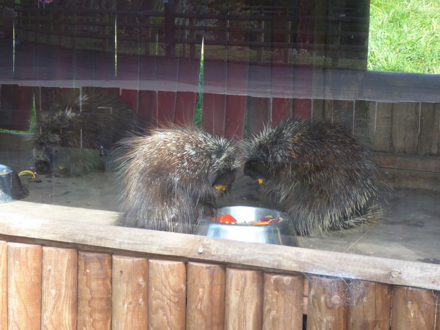 North American porcupines 040817