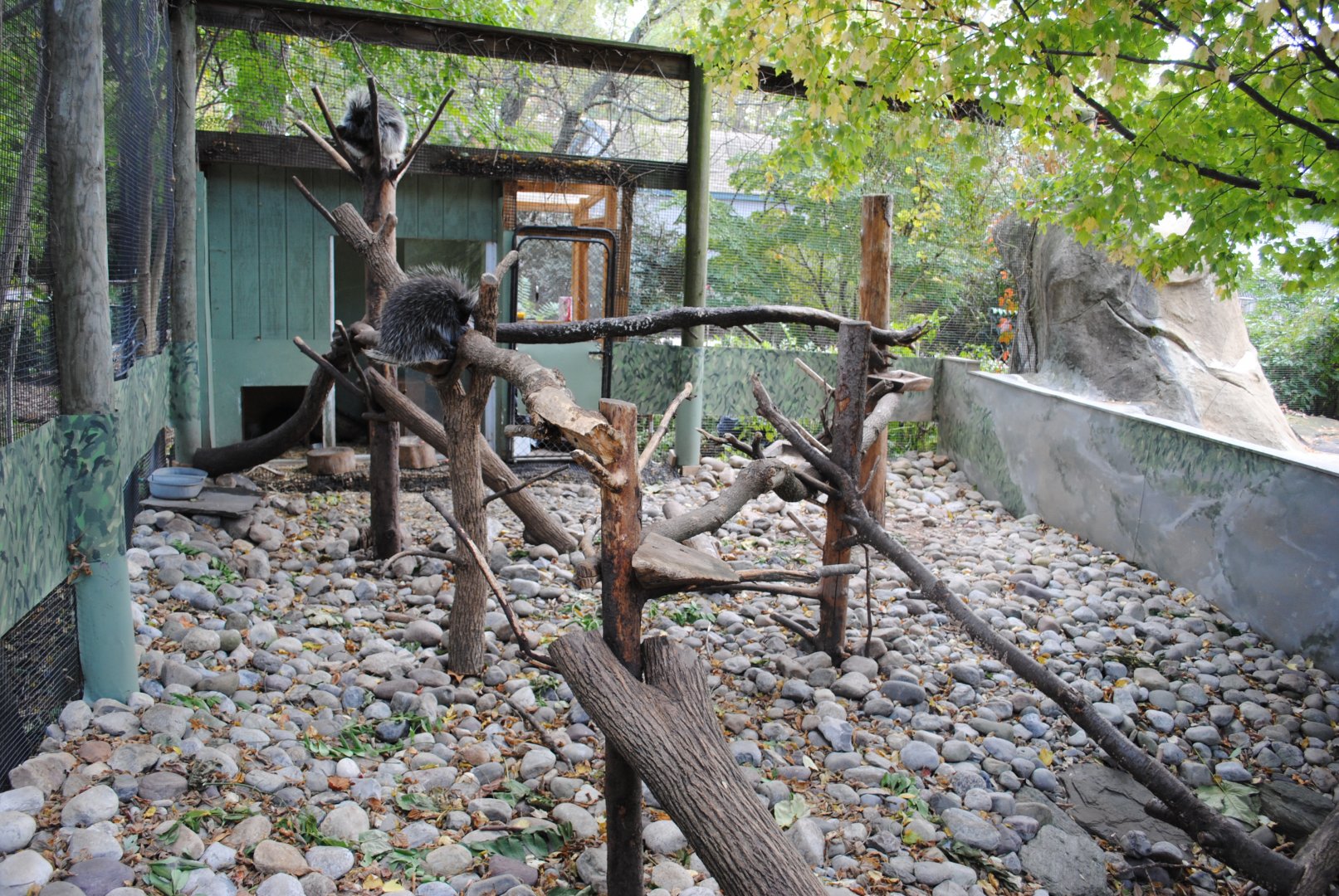 North American Porcupines' Exhibit