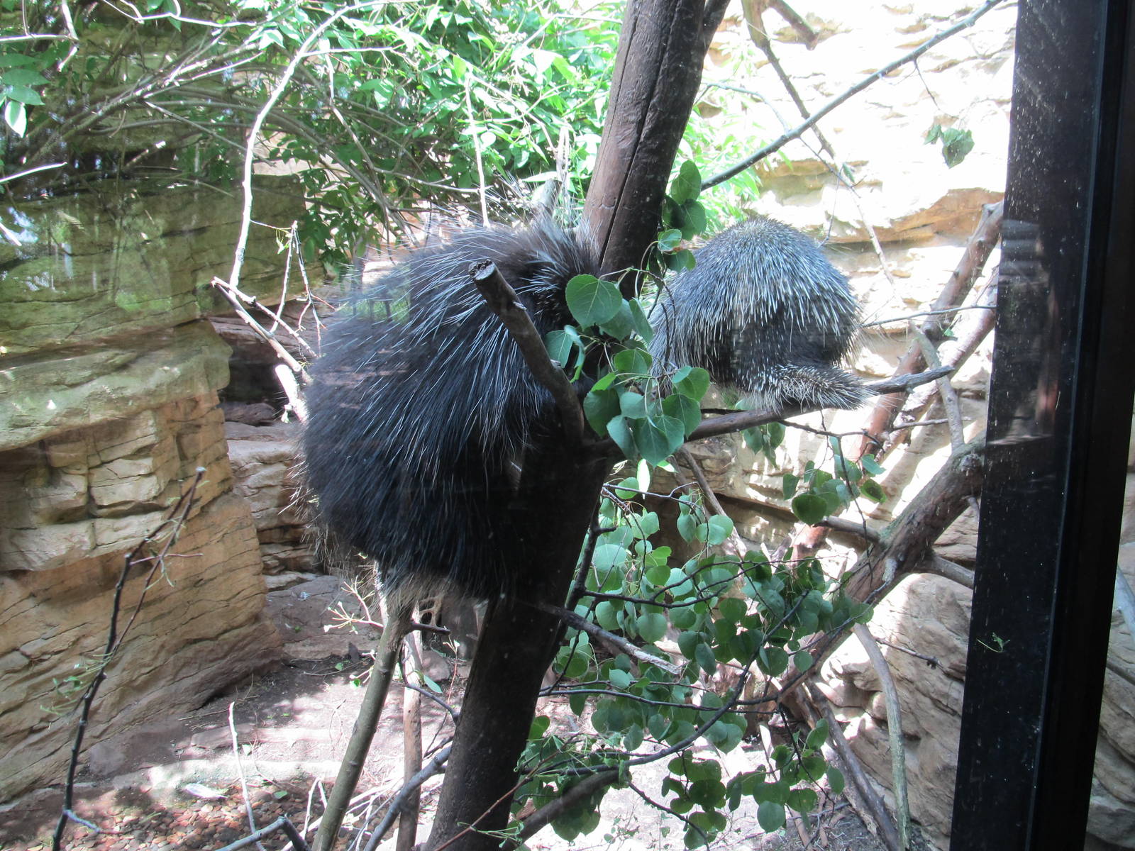North American Porcupines