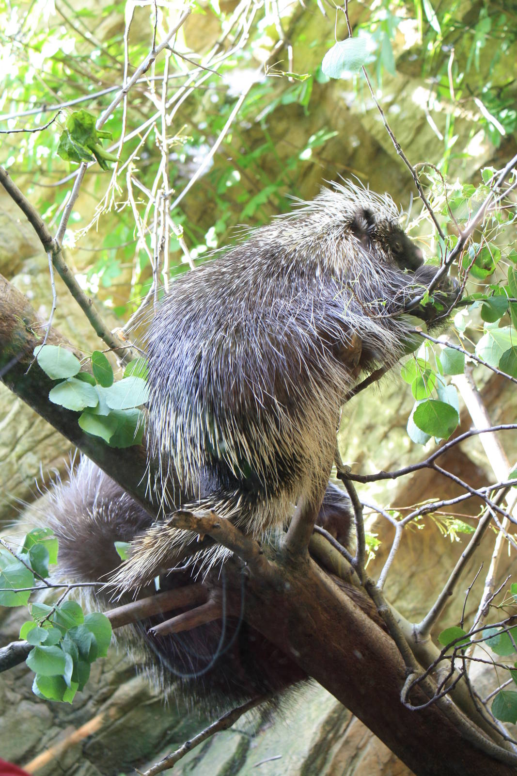 North American Porcupines