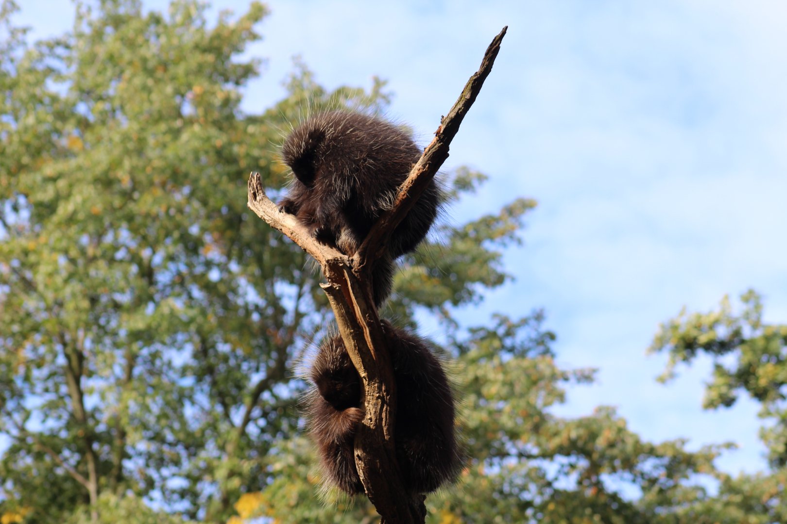 North American Porcupines