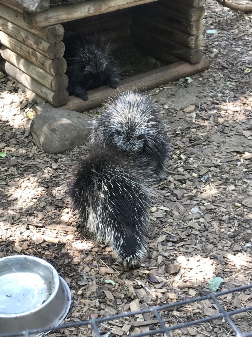 North American porcupines