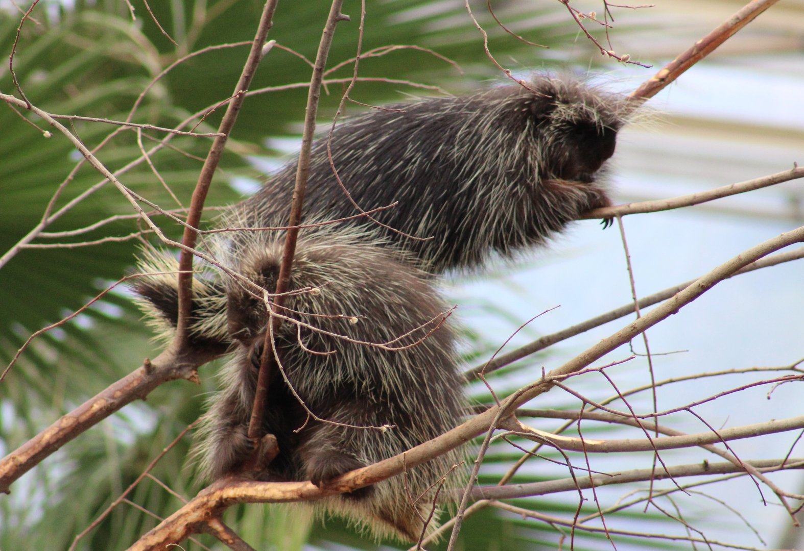 North American porcupines