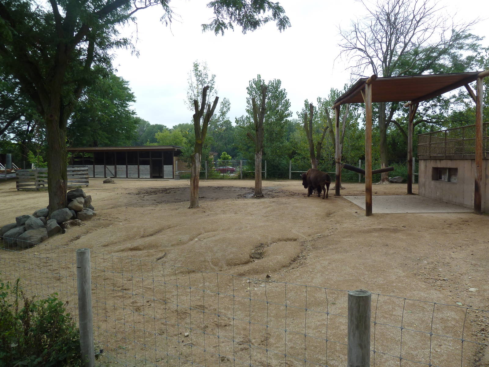 North American Prairie - American Bison Exhibit
