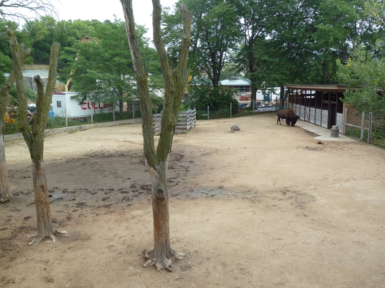 North American Prairie - American Bison Exhibit