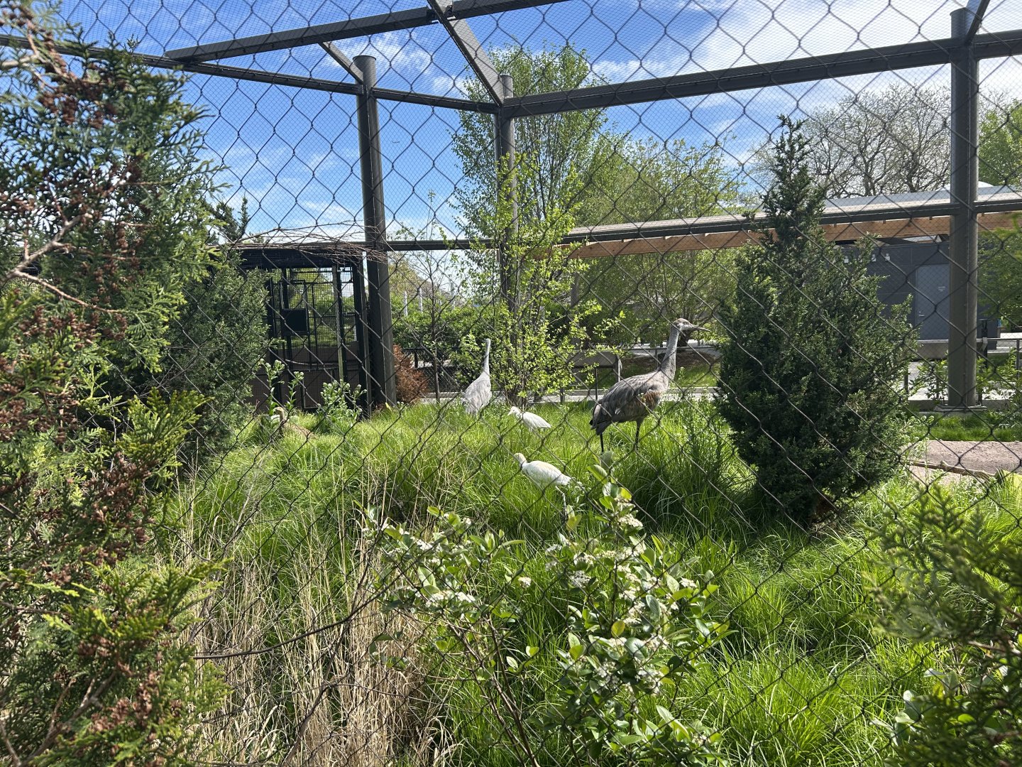 North American Prairie Aviary- Sandhill Crane, Cattle Egret, and Prairie Chicken
