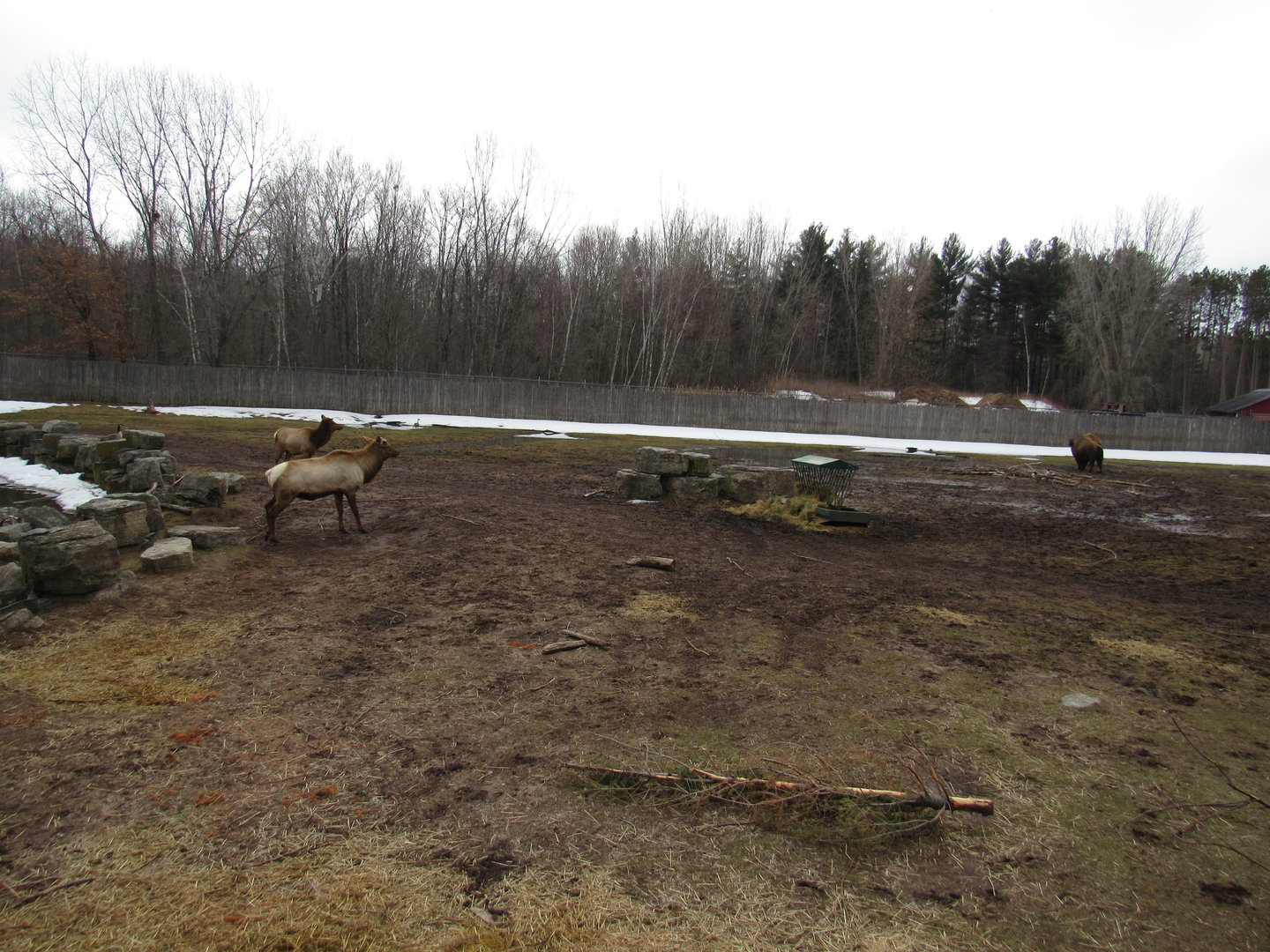 North American Prairie Exhibit (right side) - 4/8/23