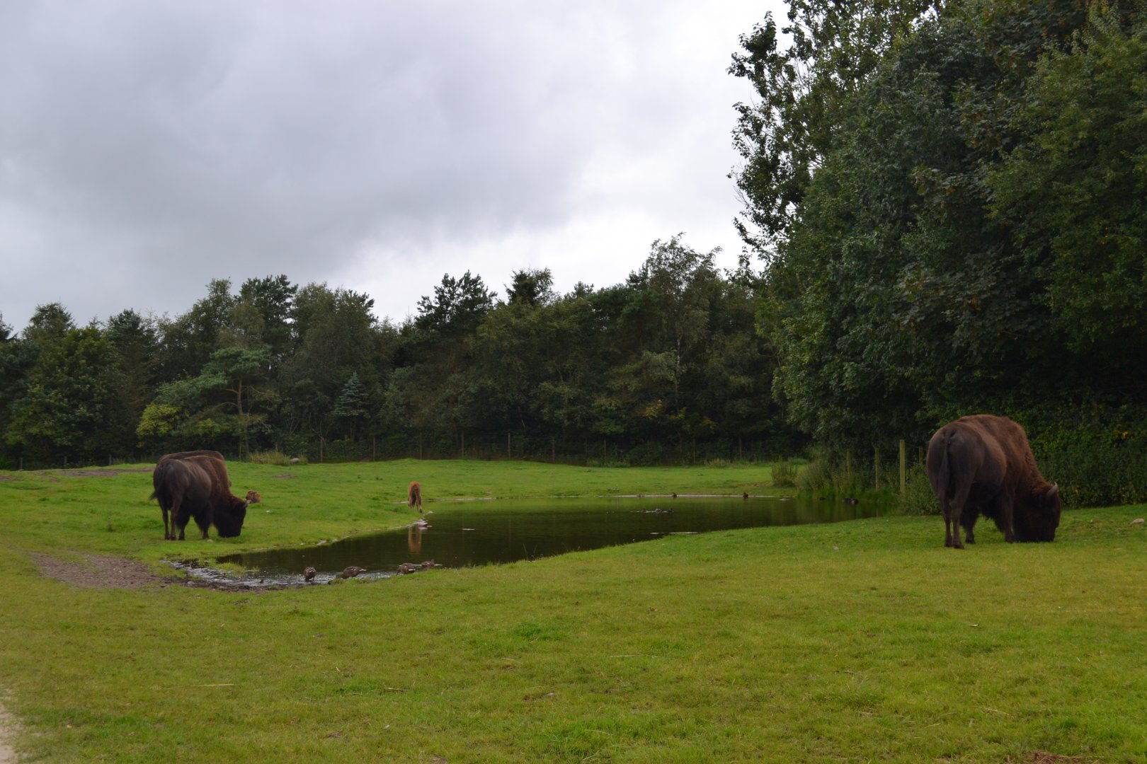 North American prairie in Givskud Zoo