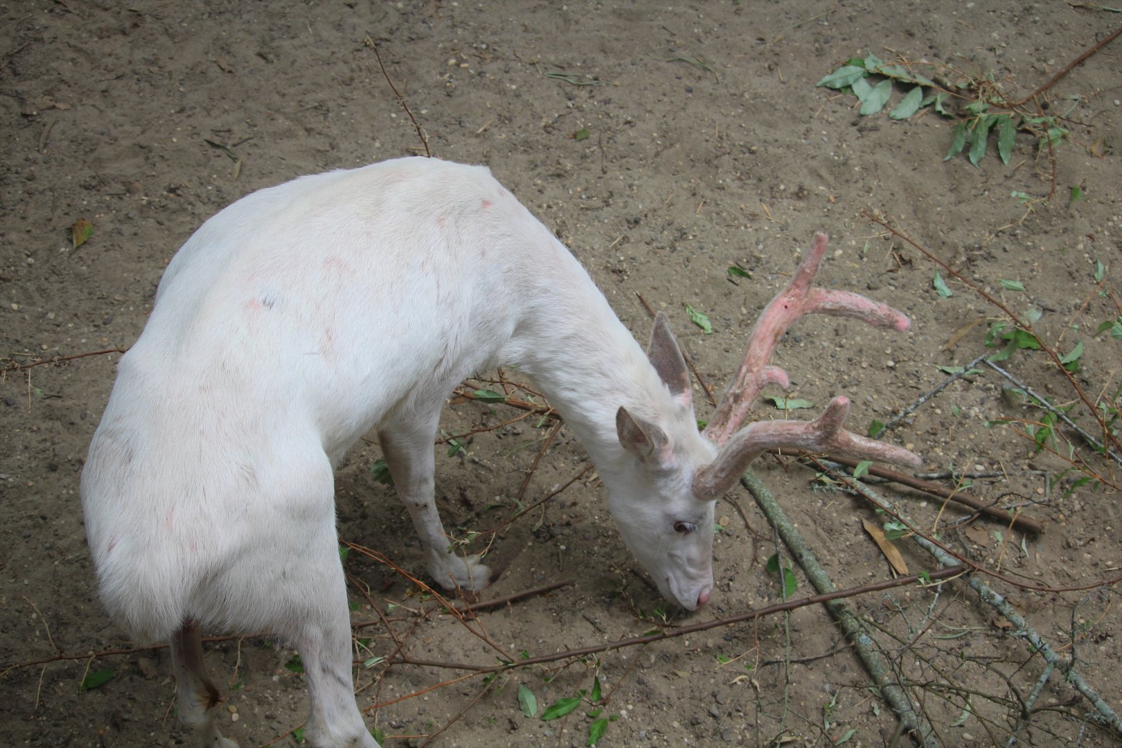 North American Prairie - White-tailed Deer