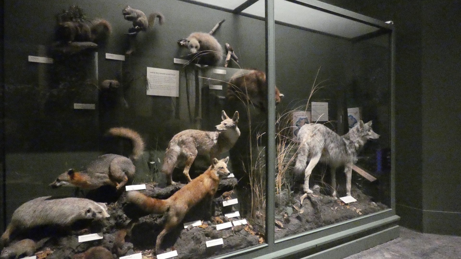 North American Predators, American Wilderness Display - Feb. 2022