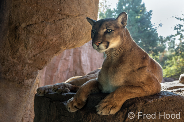 North American Puma (male)