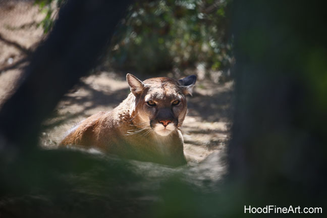 North American puma