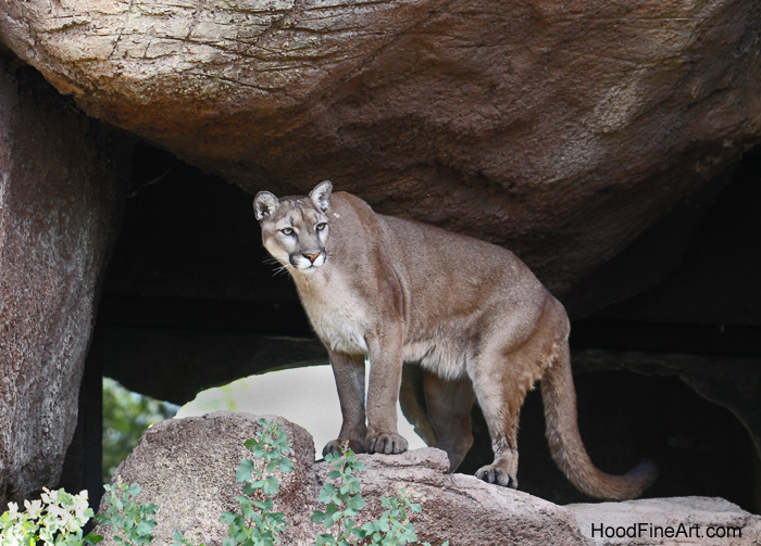 North American Puma