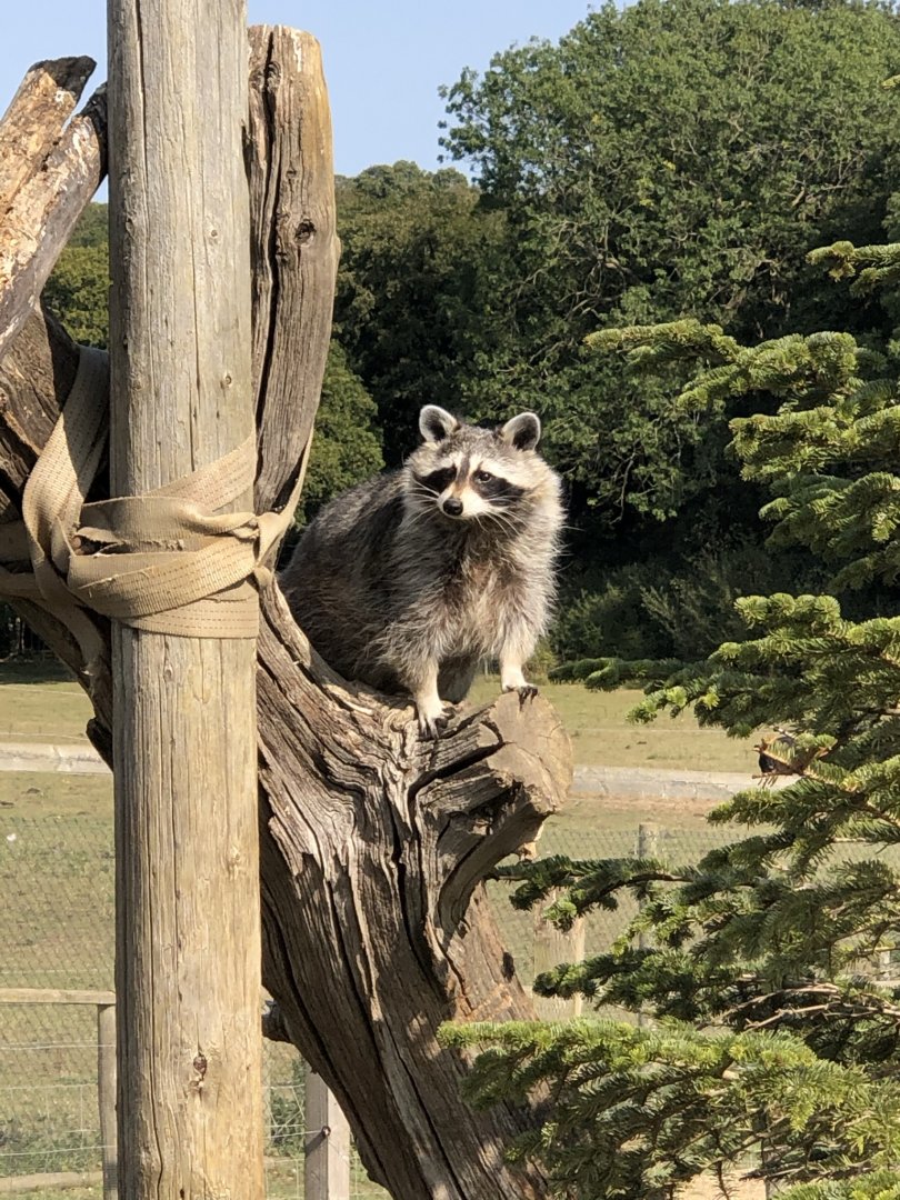 North American raccoon, Bobo