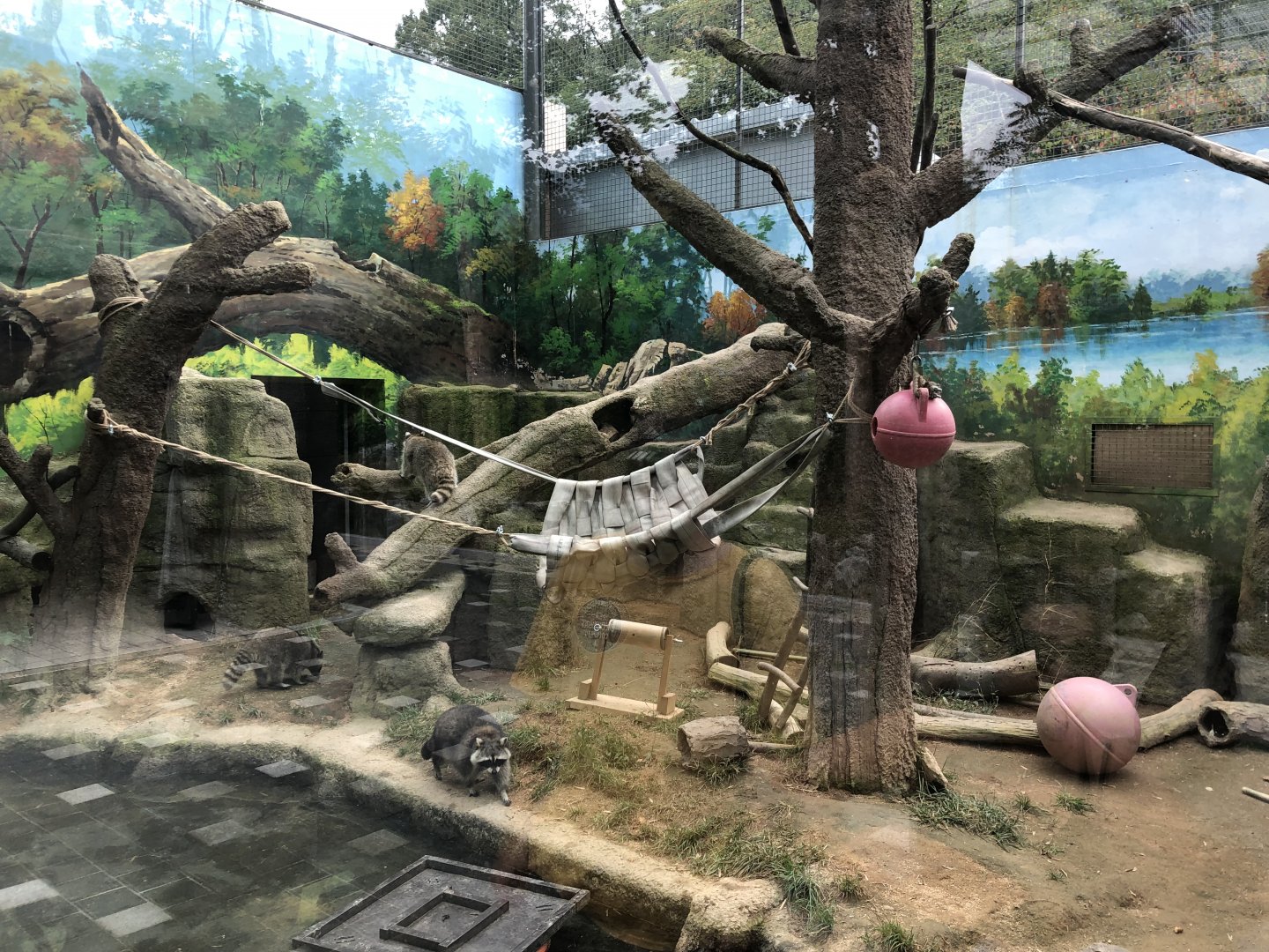 North American Raccoon Exhibit