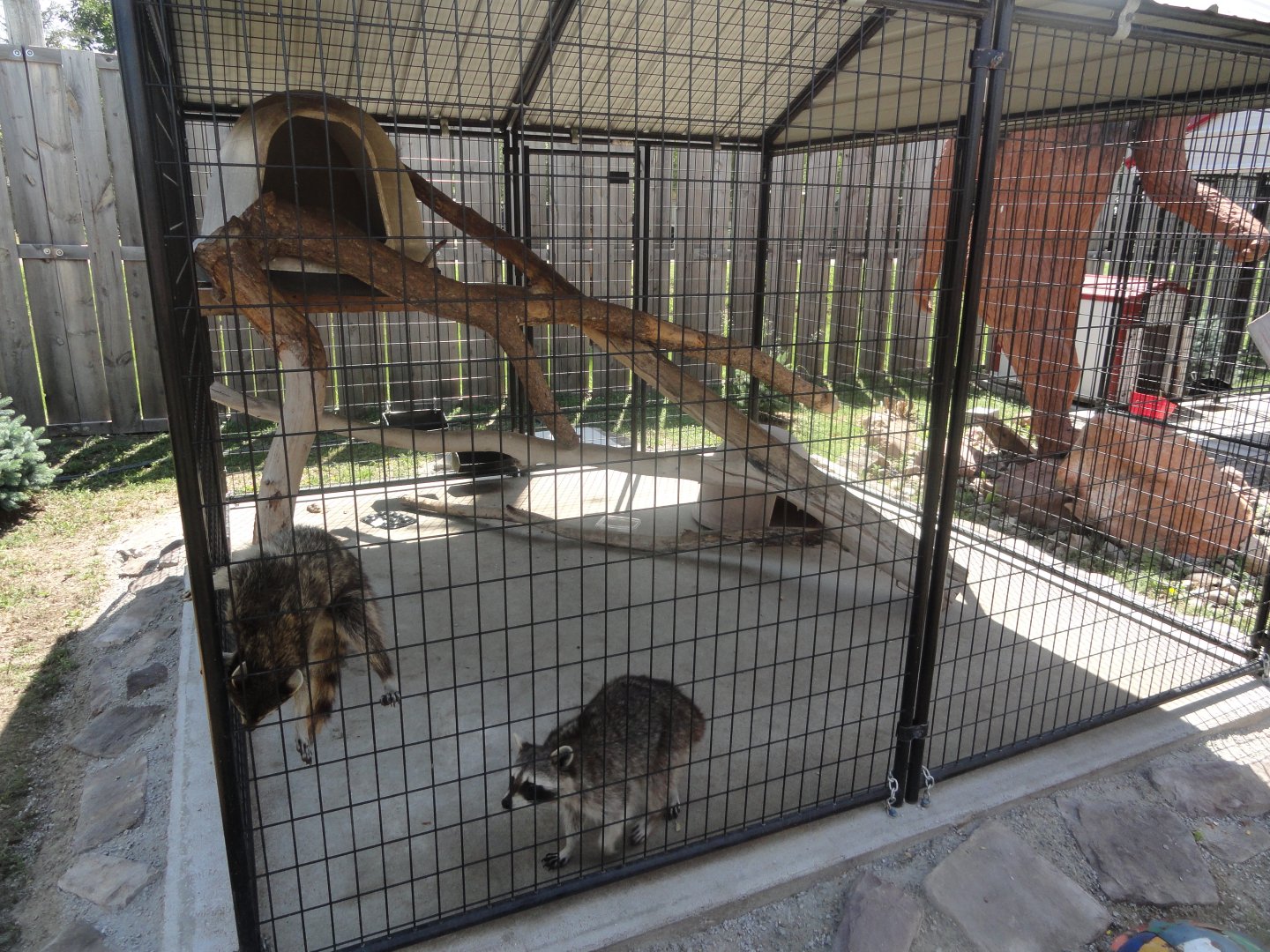 North American Raccoon Exhibit
