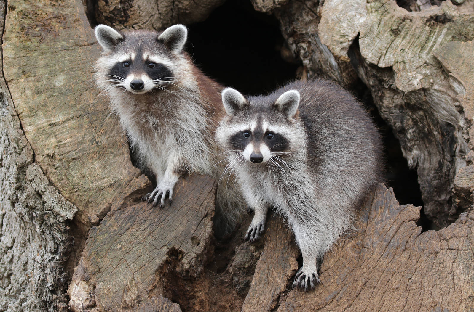 North American Raccoon (Procyon lotor)