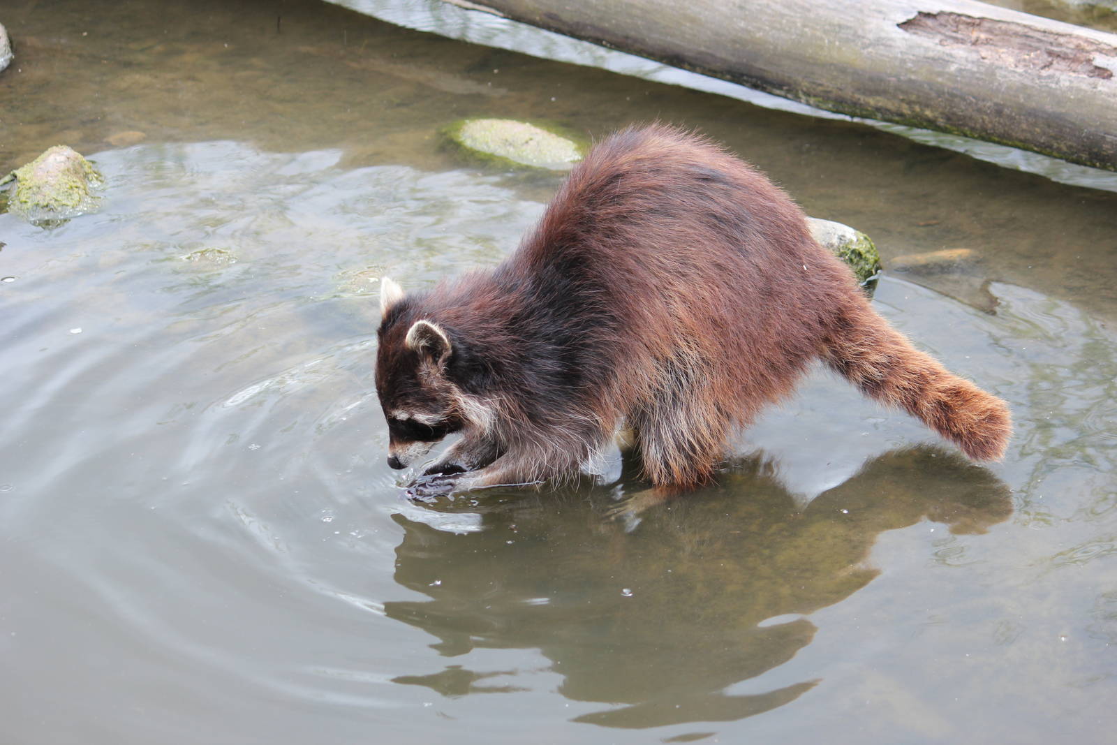 North American raccoon