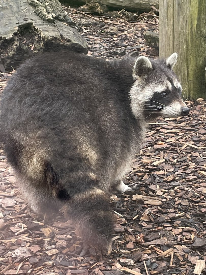 North American Raccoon