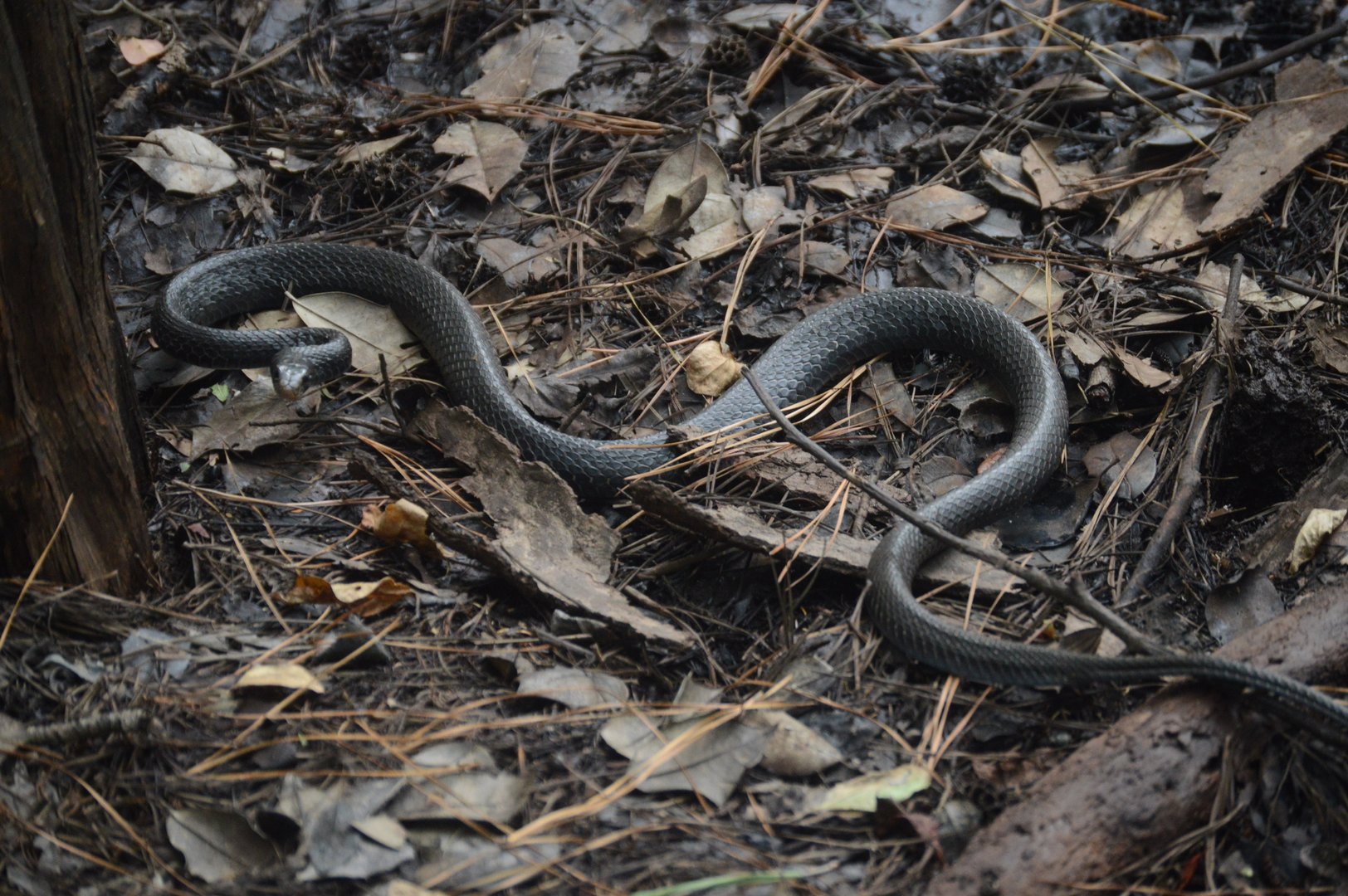 North American Racer (Coluber constrictor)