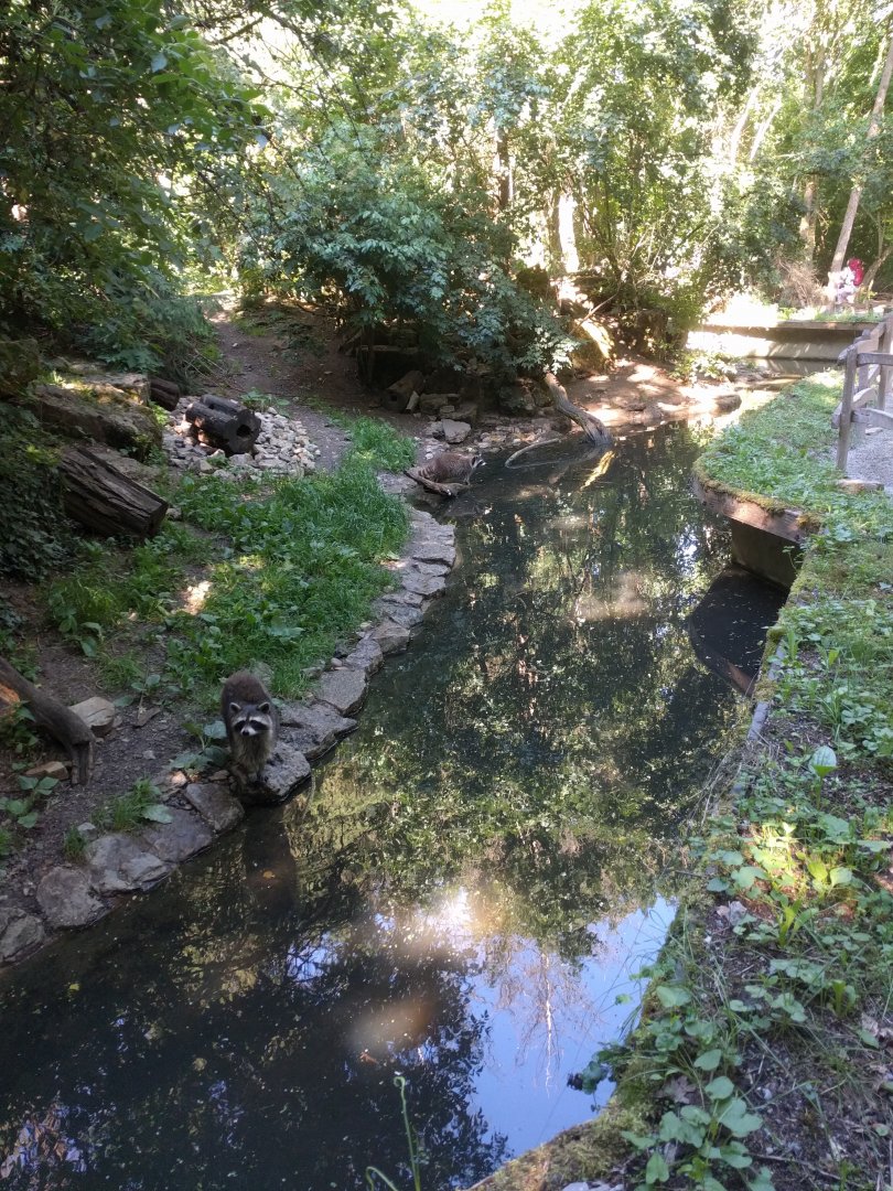 North American racoon and Domestic Ferret Enclosure