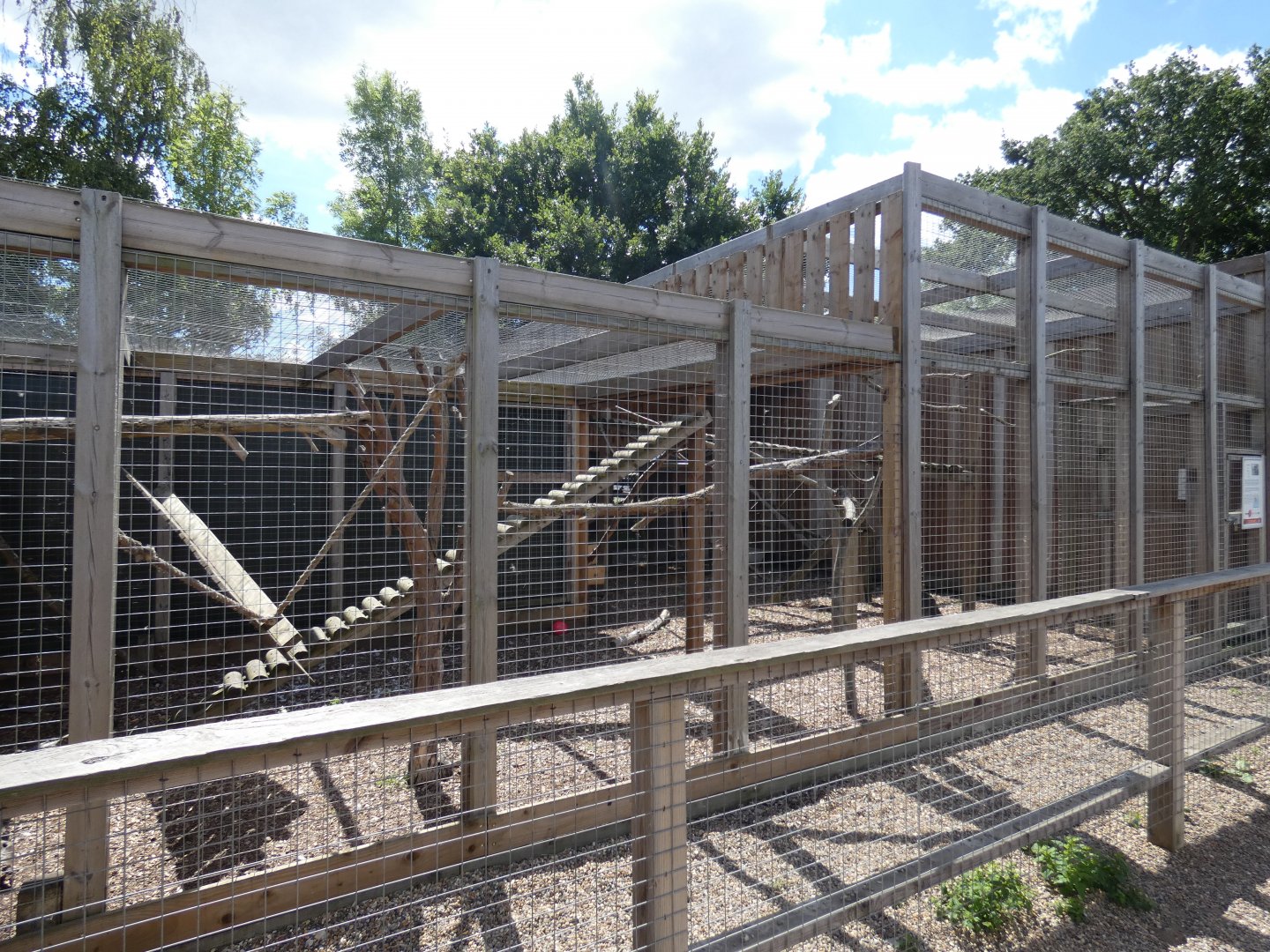North American Racoon enclosure