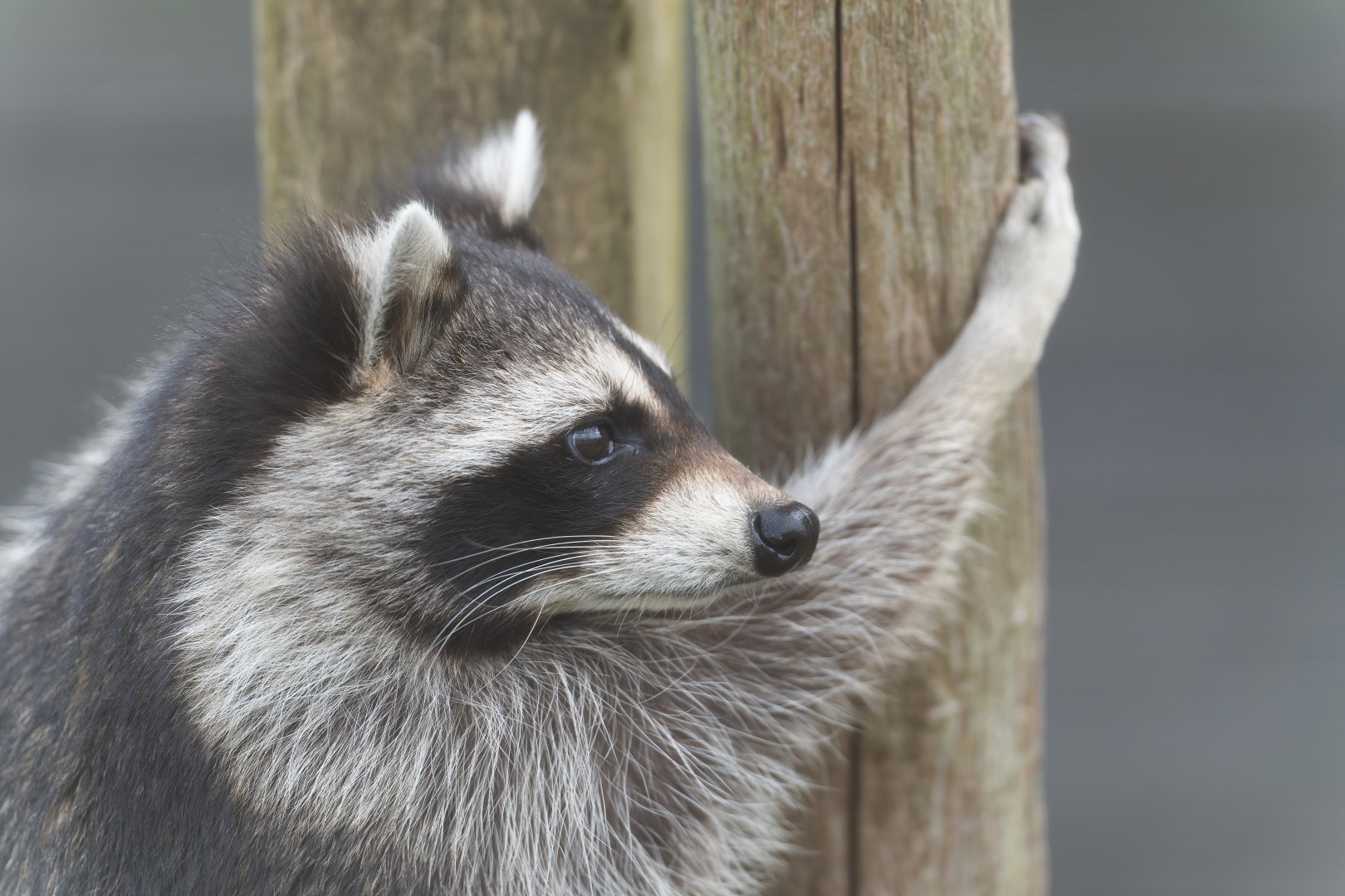North American Racoon, Jimmy's Farm and Wildlife Park, UK