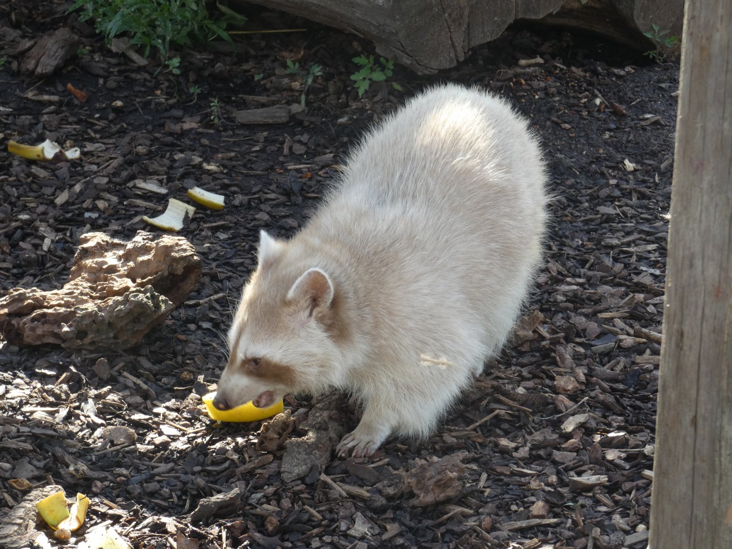 North American Racoon
