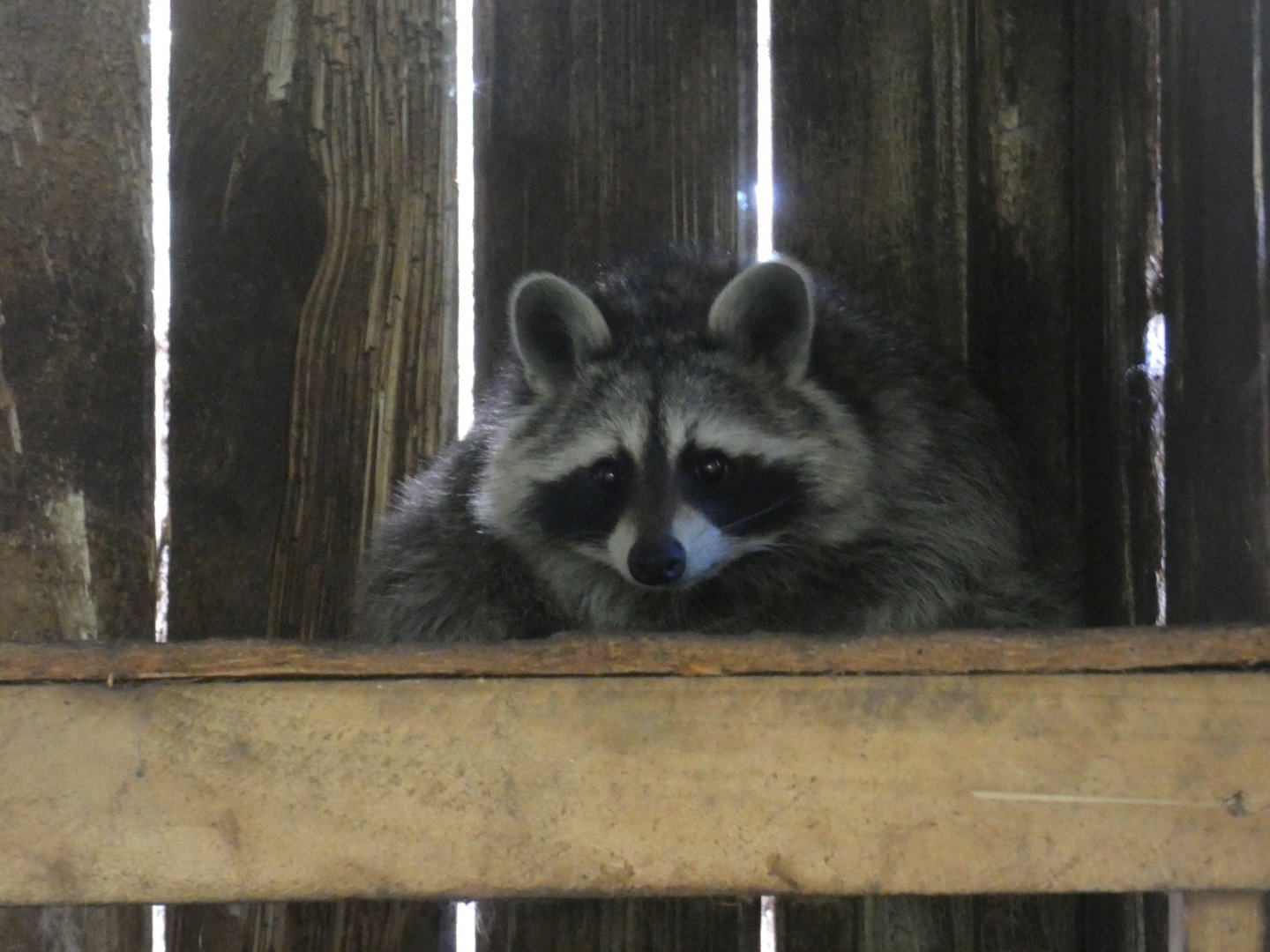 North American Racoon