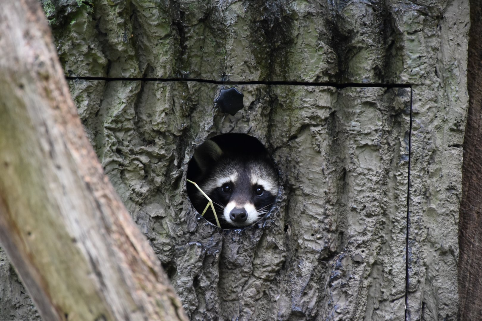 North american racoon