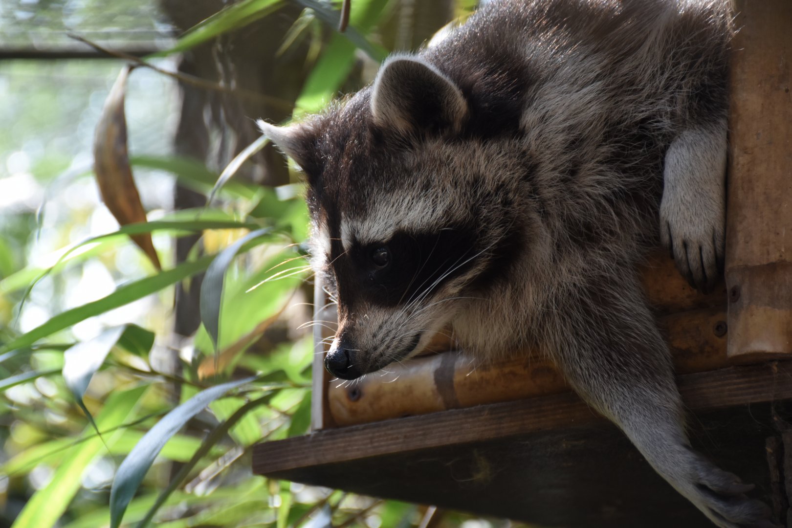 North American racoon
